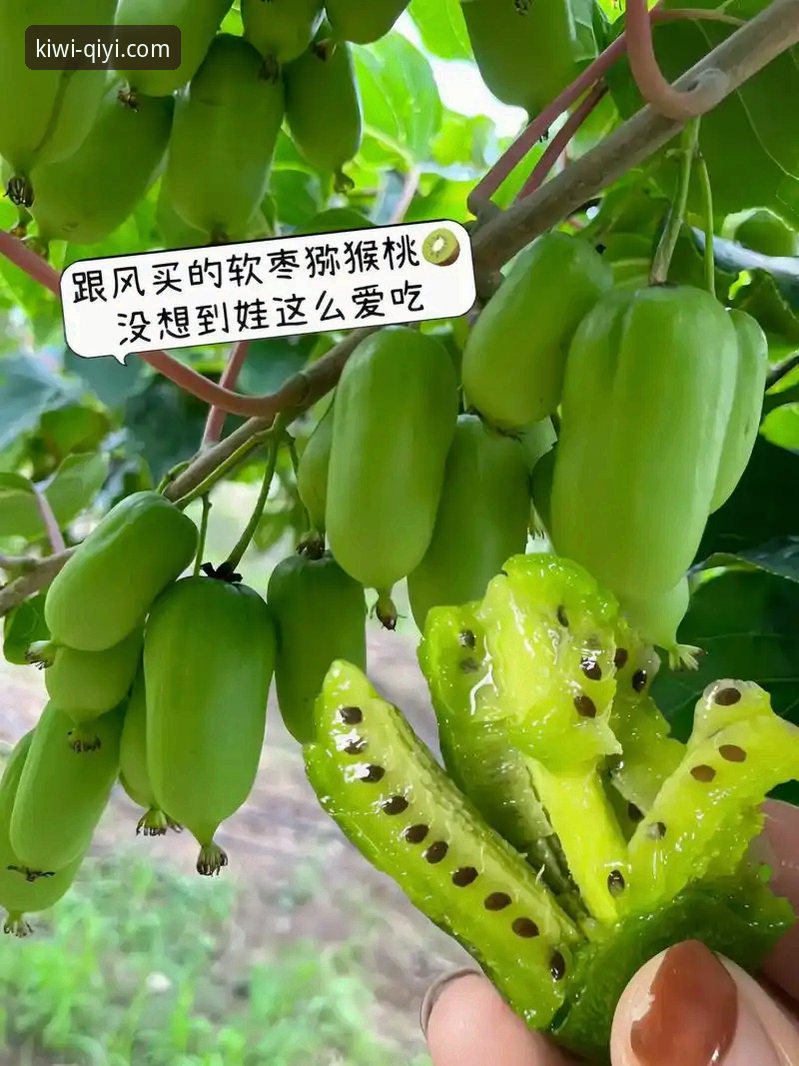 奇异果体育官网登录入口详解：功能、使用与注意事项全指南